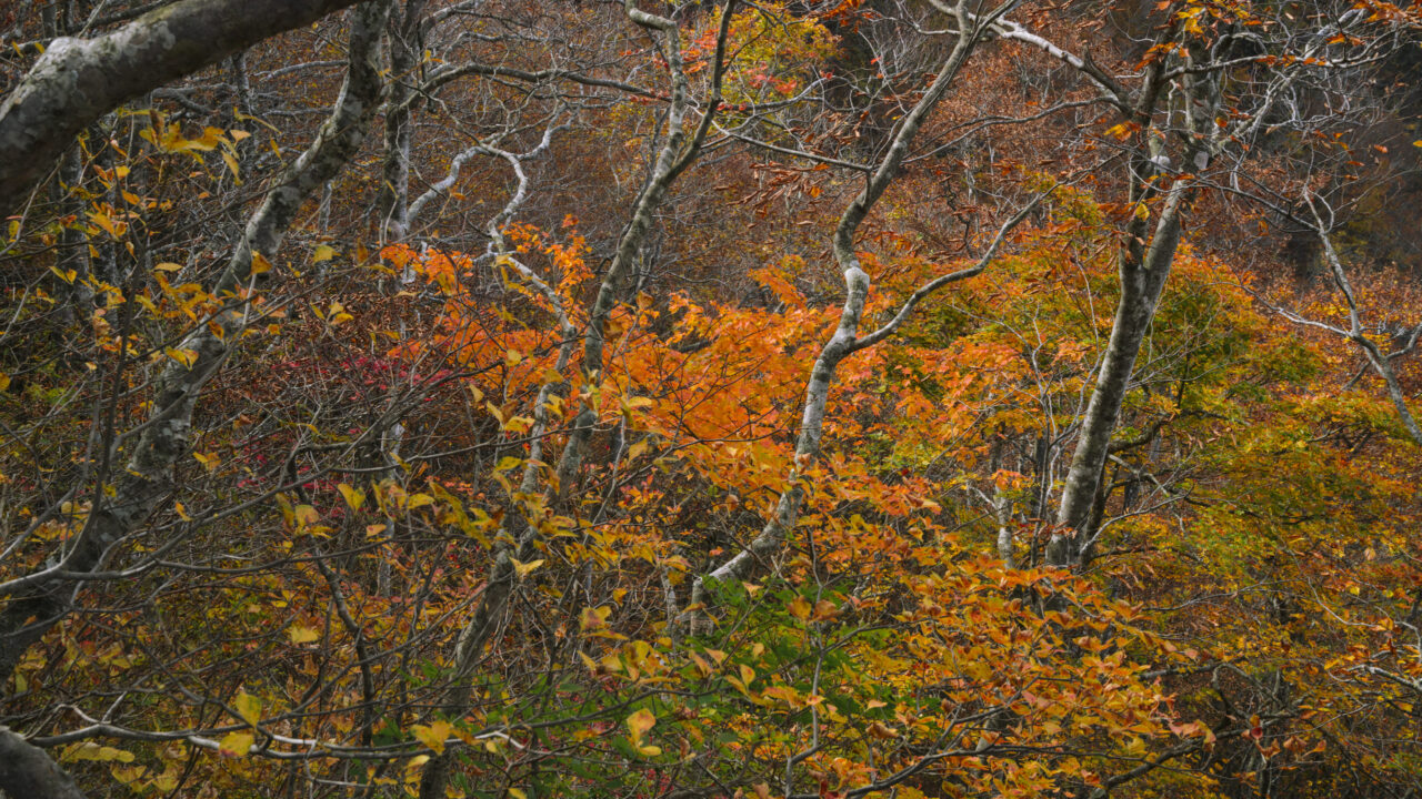 オレンジの紅葉が美しい瀧山
