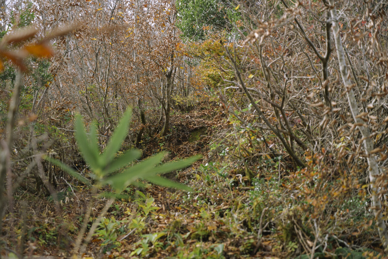 少し荒れた瀧山登山道