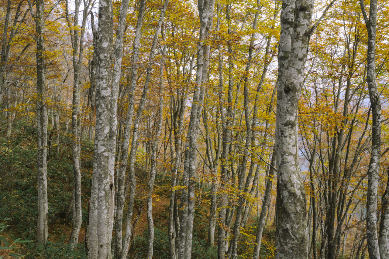 宝沢地区へと向かう古道の森