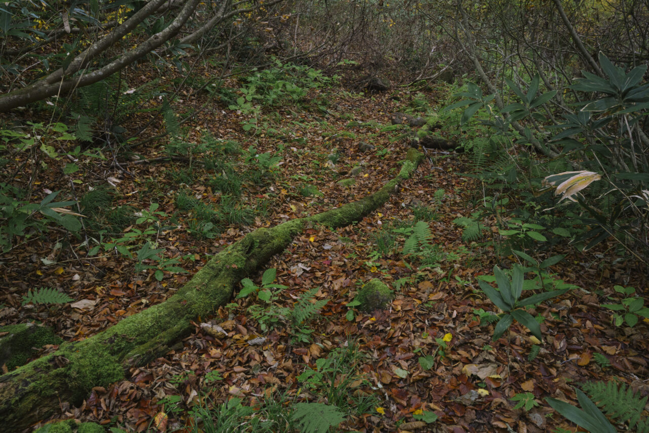 朽ちていく森を進む