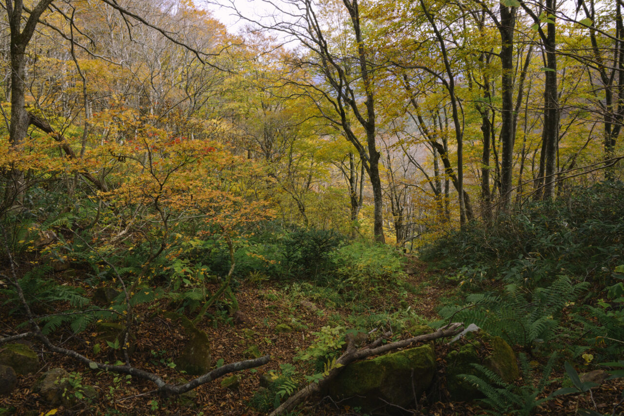 自然に帰りつつある山道