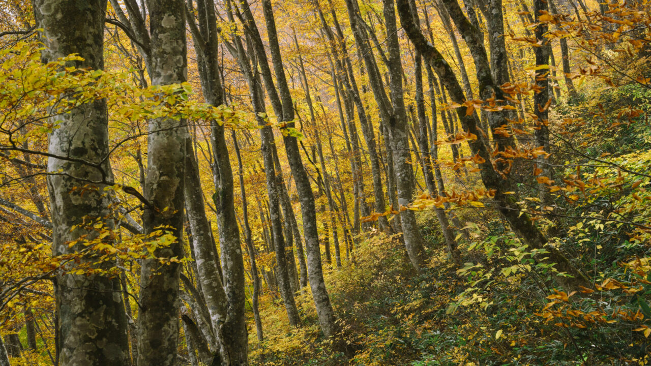 黄金色の紅葉に包まれる森