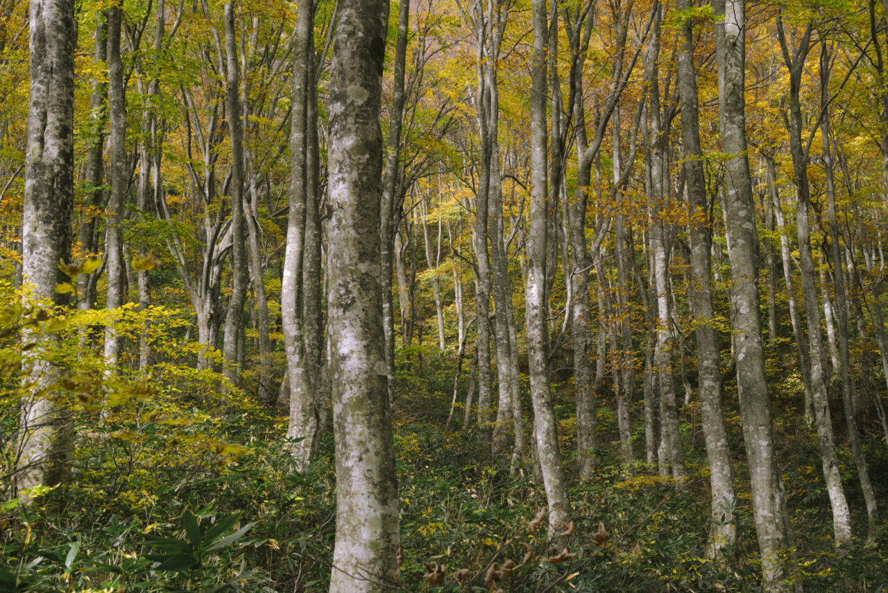 ブナ林の紅葉