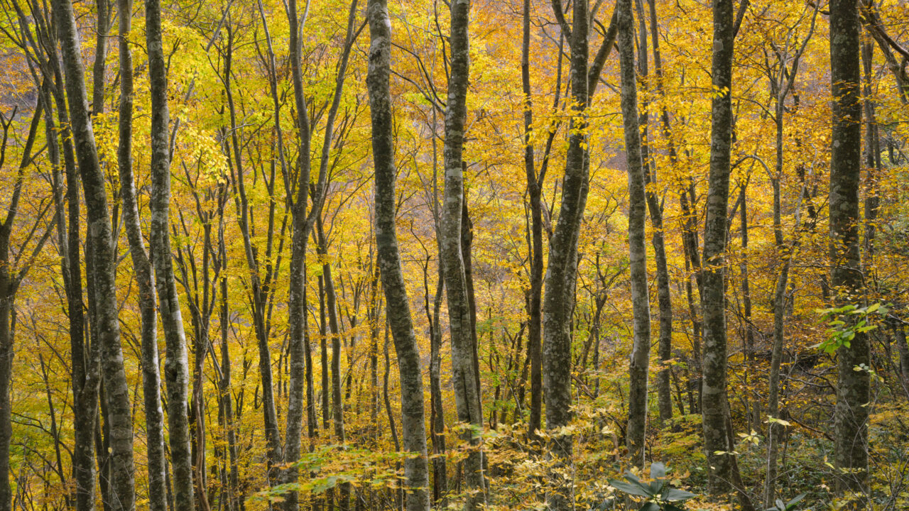黄金色だけが目に入る森