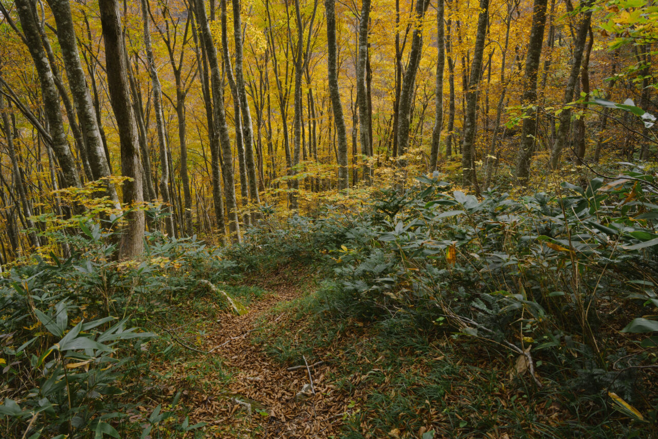 美しい紅葉の森を降る