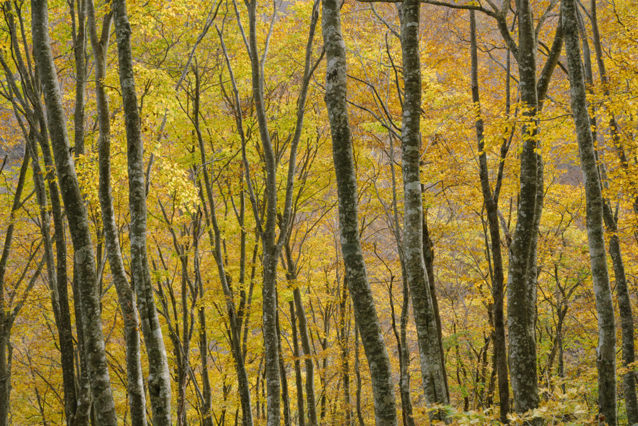 東北有数の紅葉の森を進む