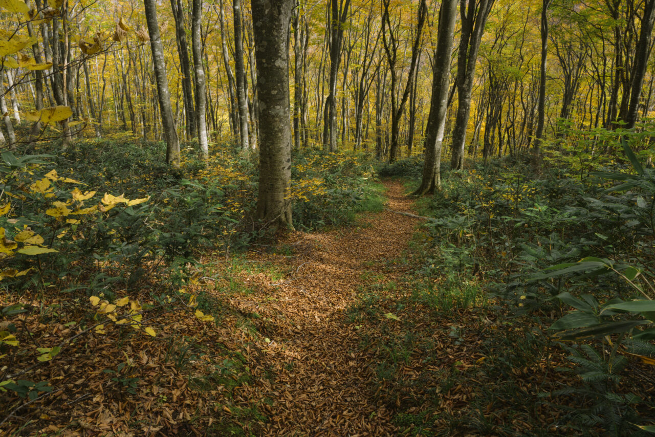 落ち葉でやわらかい道を進む