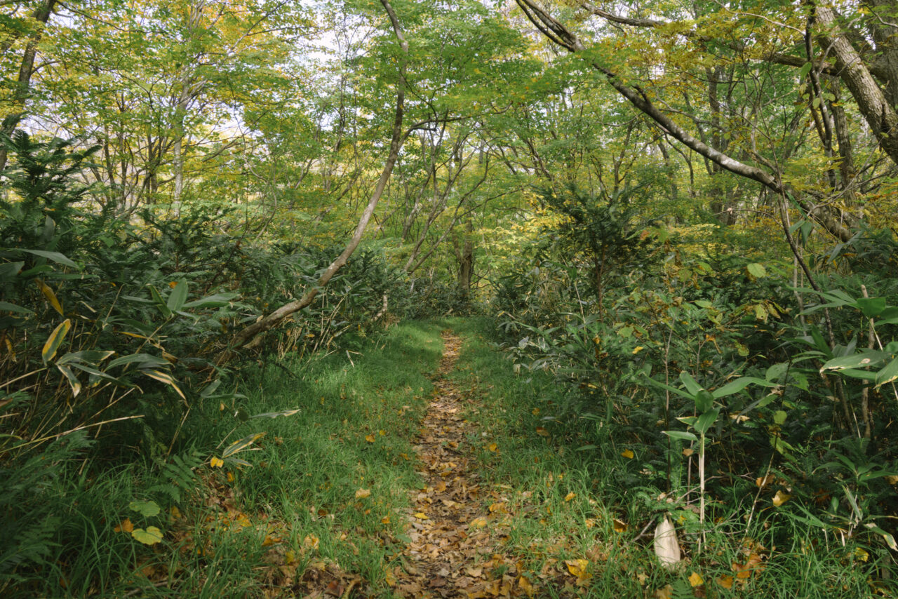 青々とした森へ