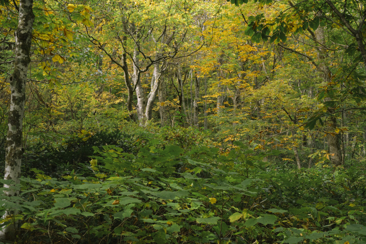 緑と黄色が入り混じる原生林