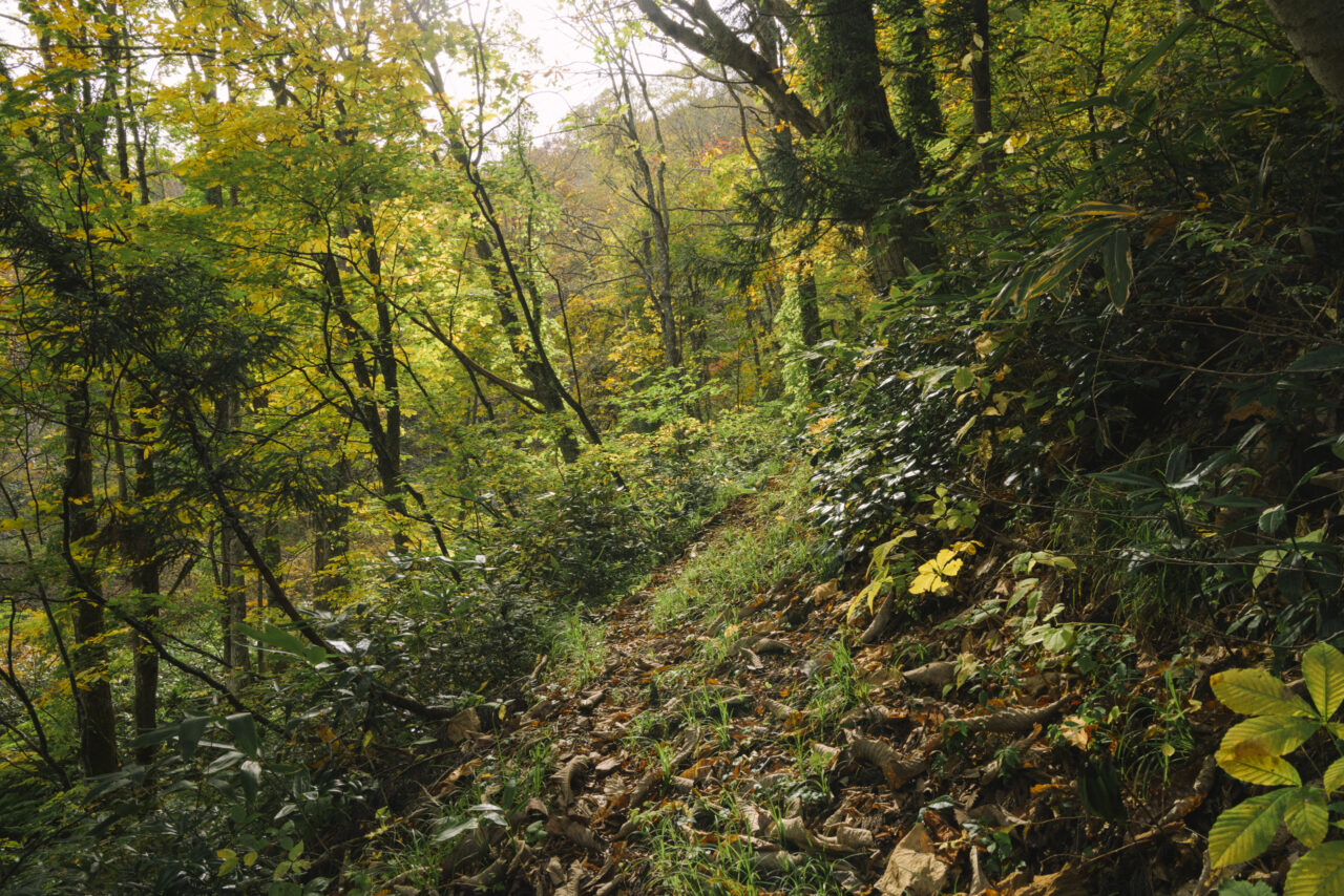 踏み跡が薄い登山道