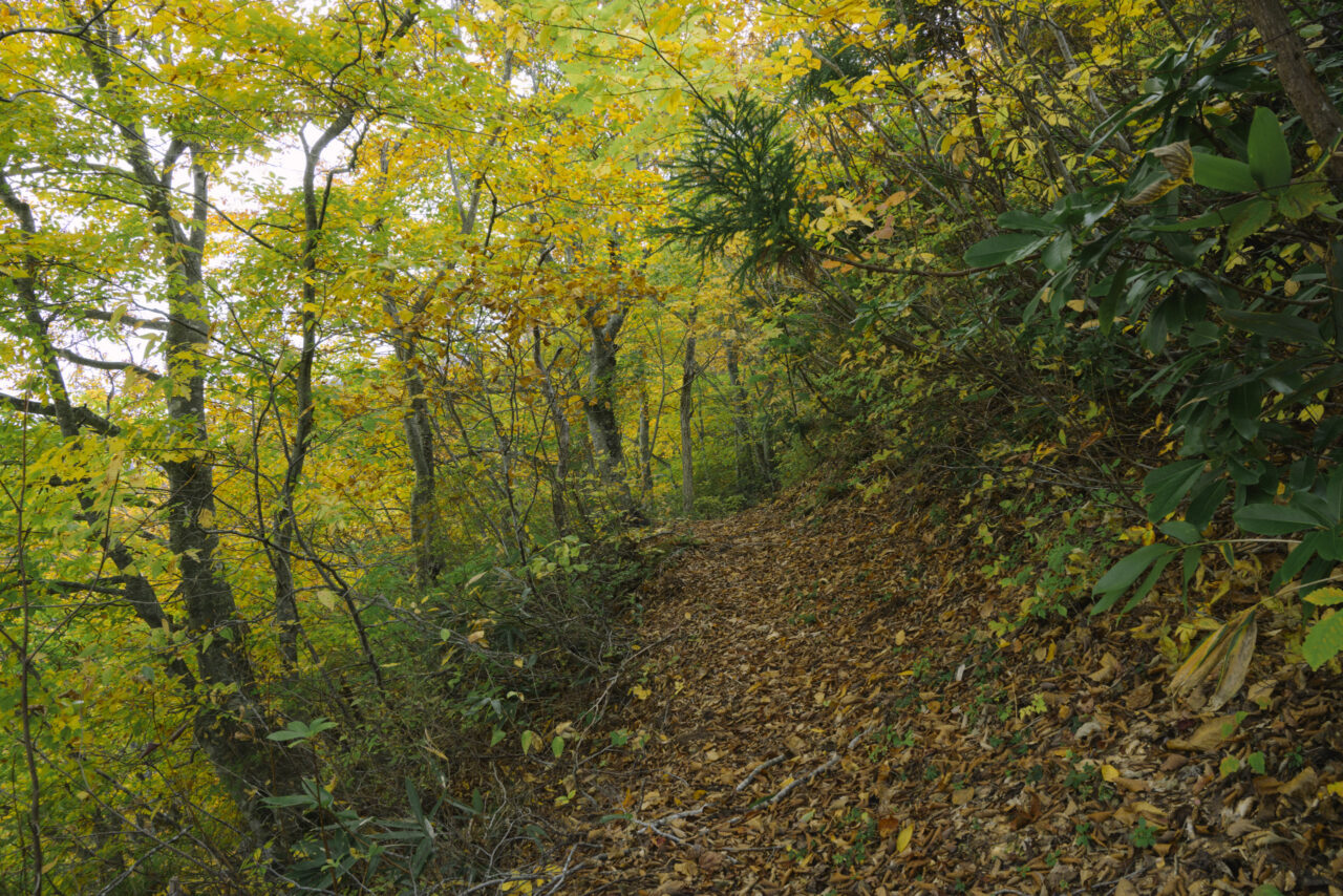 所々幅が広い道があらわれる
