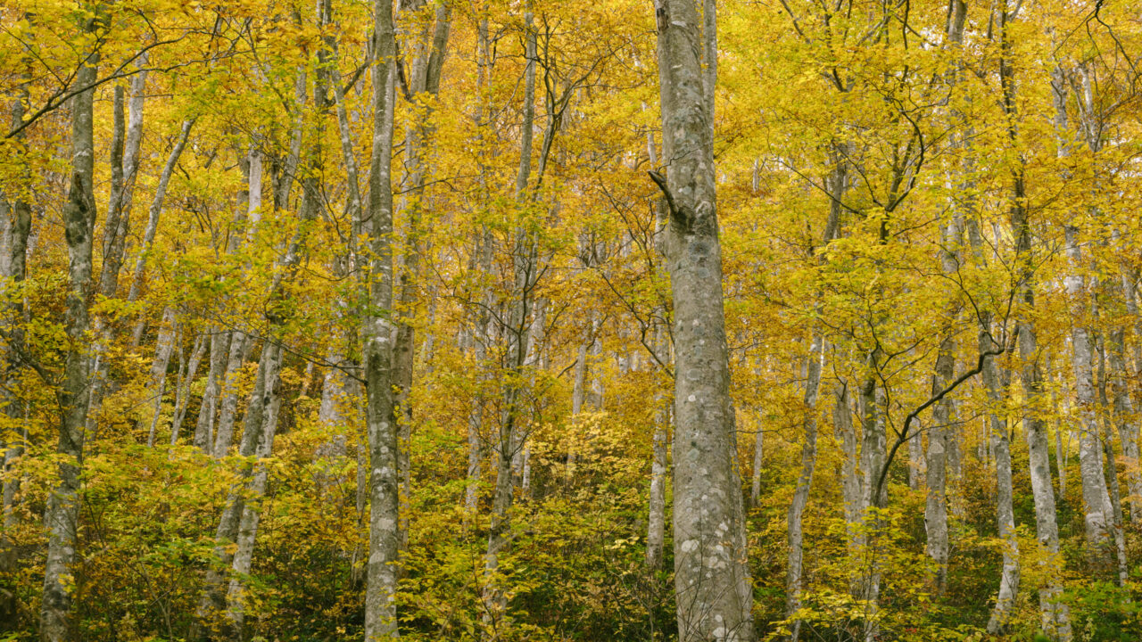 目の前に現れる金に輝く紅葉の森