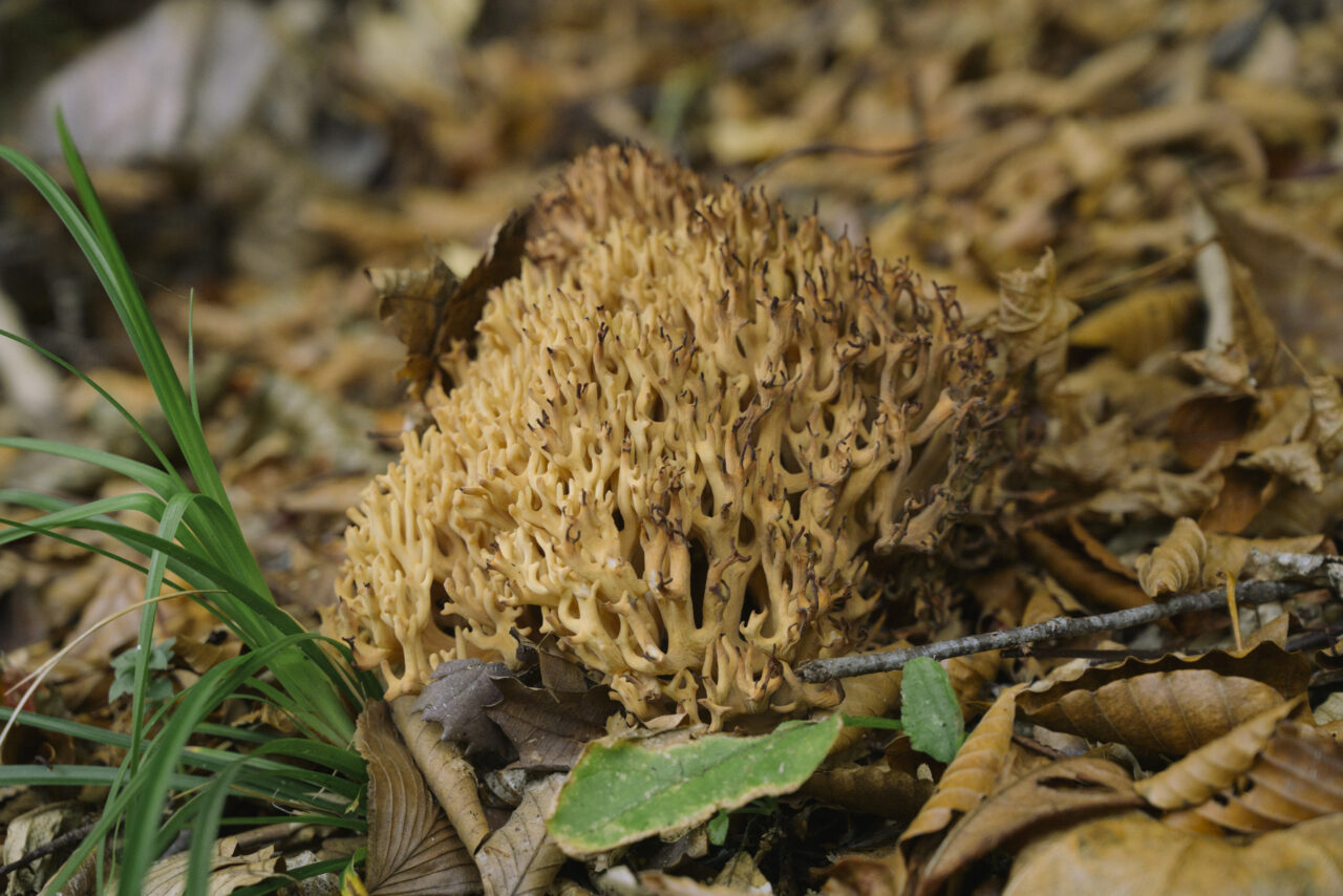 立派に育ったホウキタケ