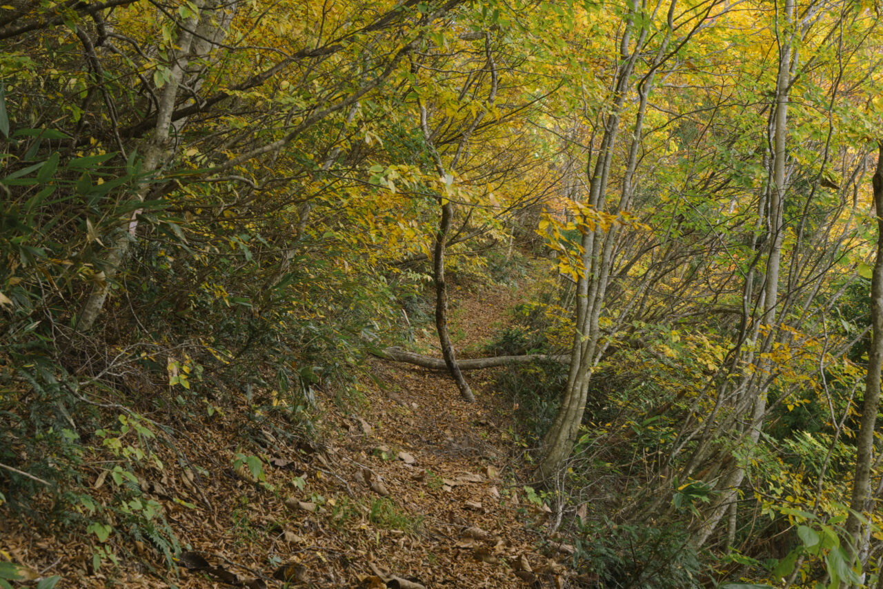 立ち枯れの木が導く