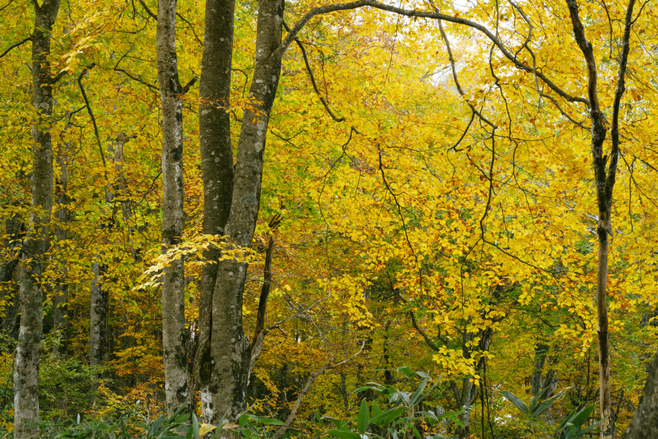黄色く輝く森を抜ける