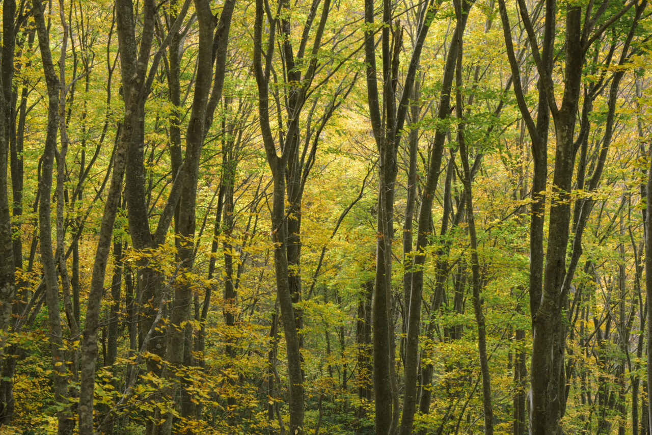 飴色の日差しが差し込む森