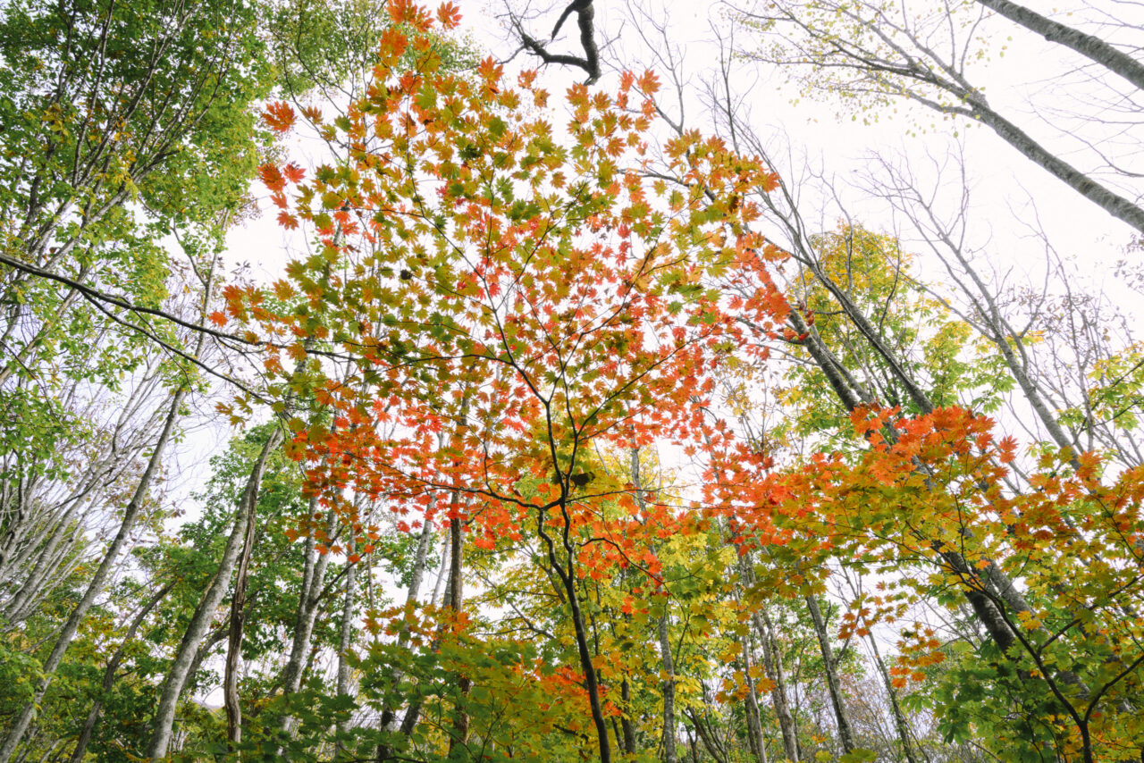 赤く染まりはじめた木の葉