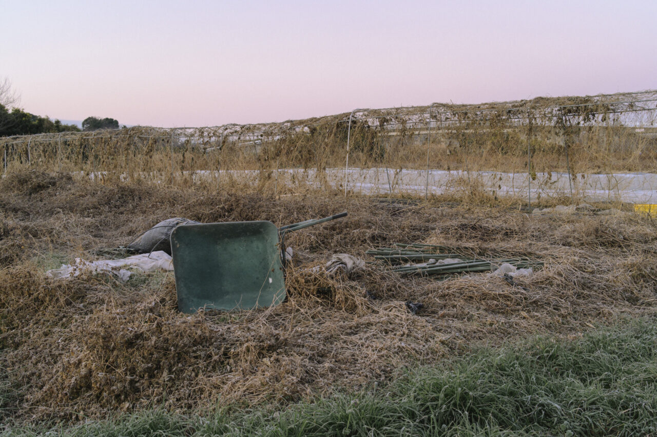 見沼田んぼの景色