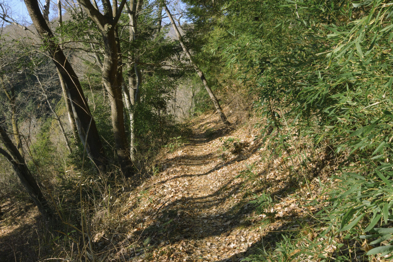 刈寄山へ向かう明るい登山道