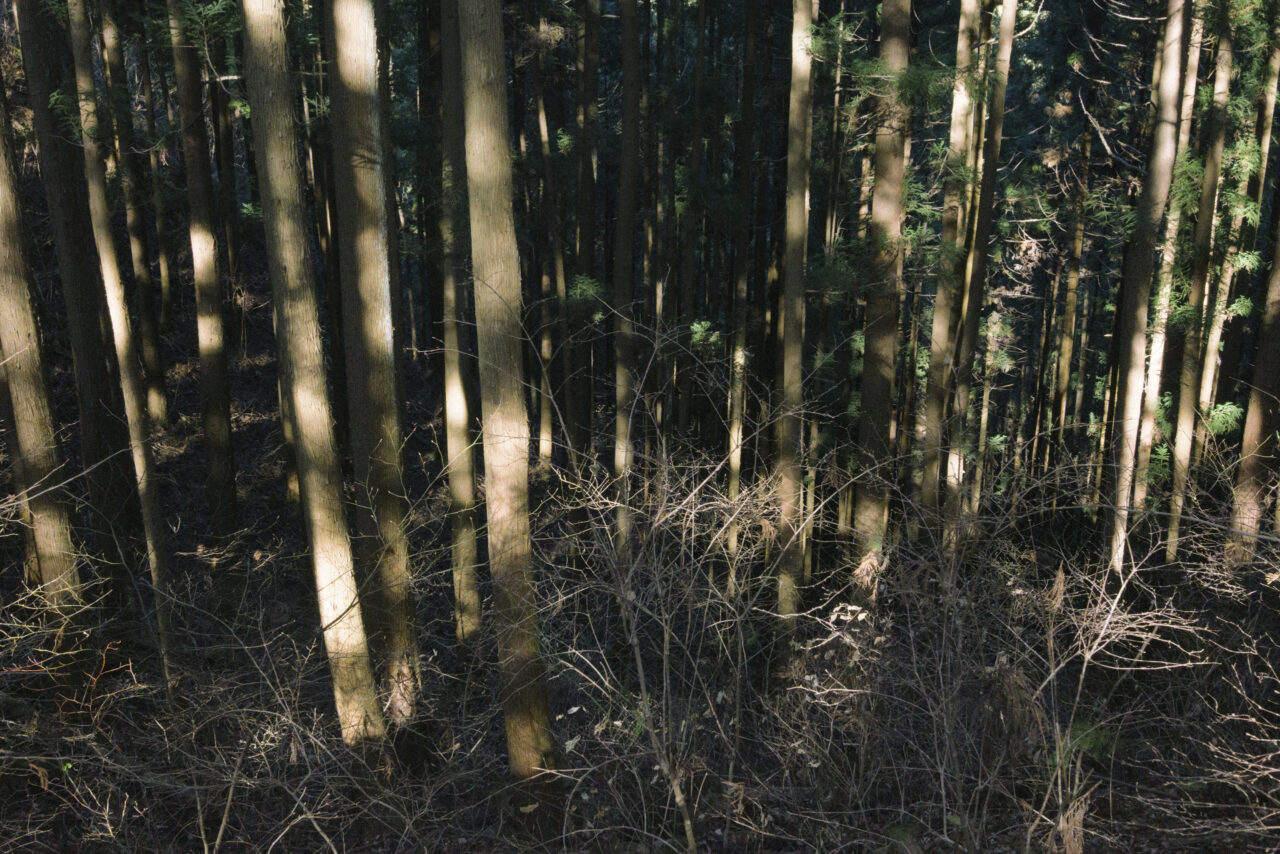 山裾へ続く杉林