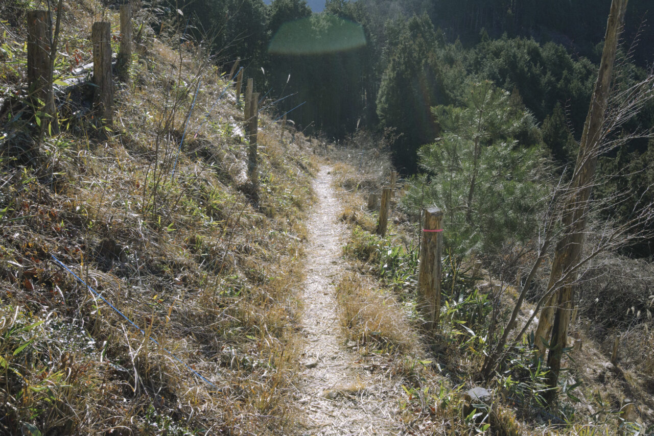 伐採地帯を横切る登山道