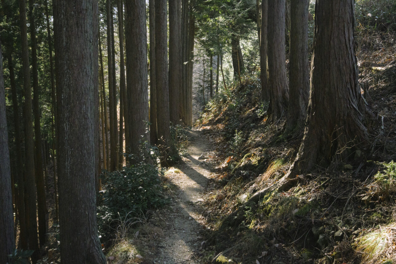 植林地帯に作られた登山道