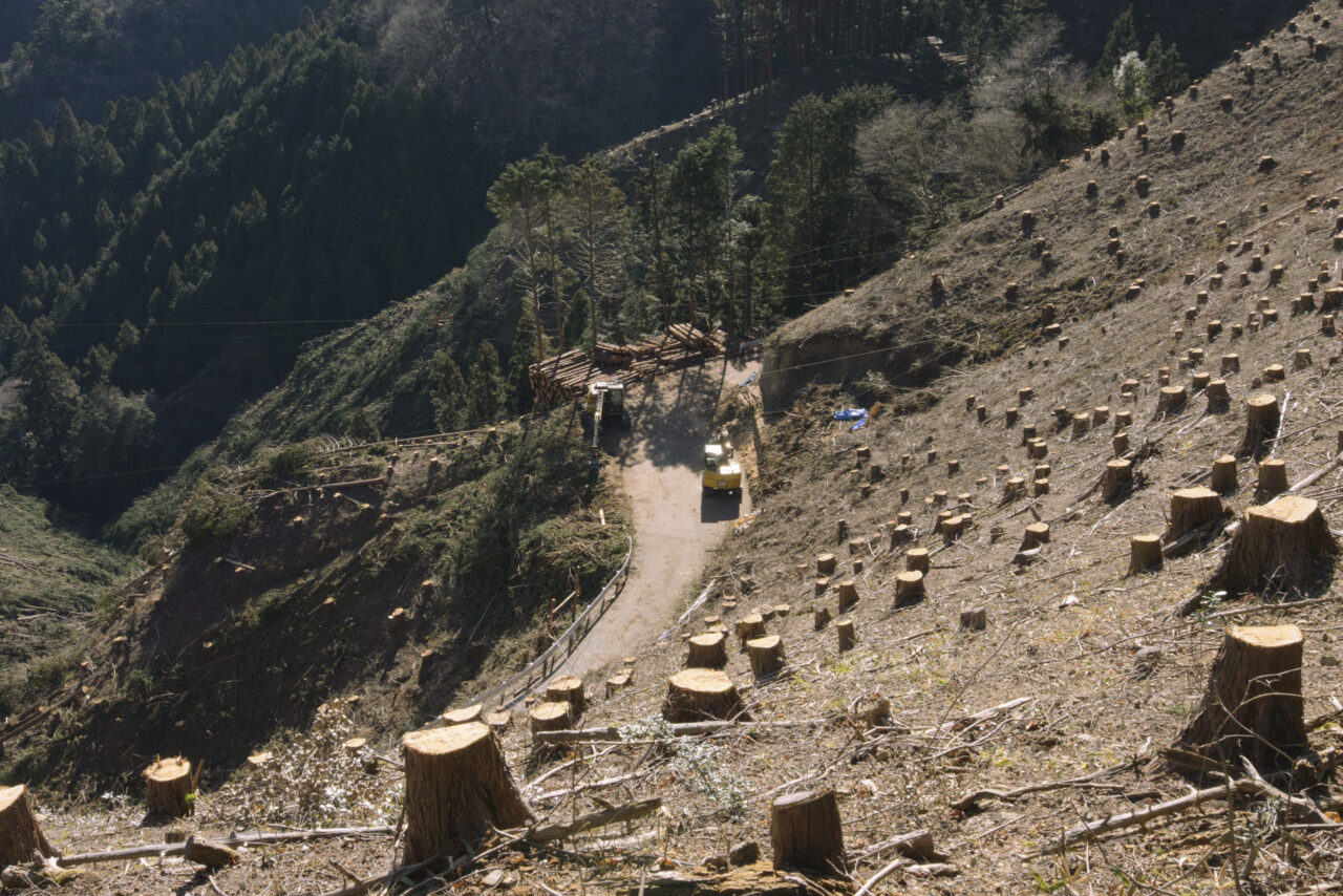 杉の伐採作業を進める工事業者