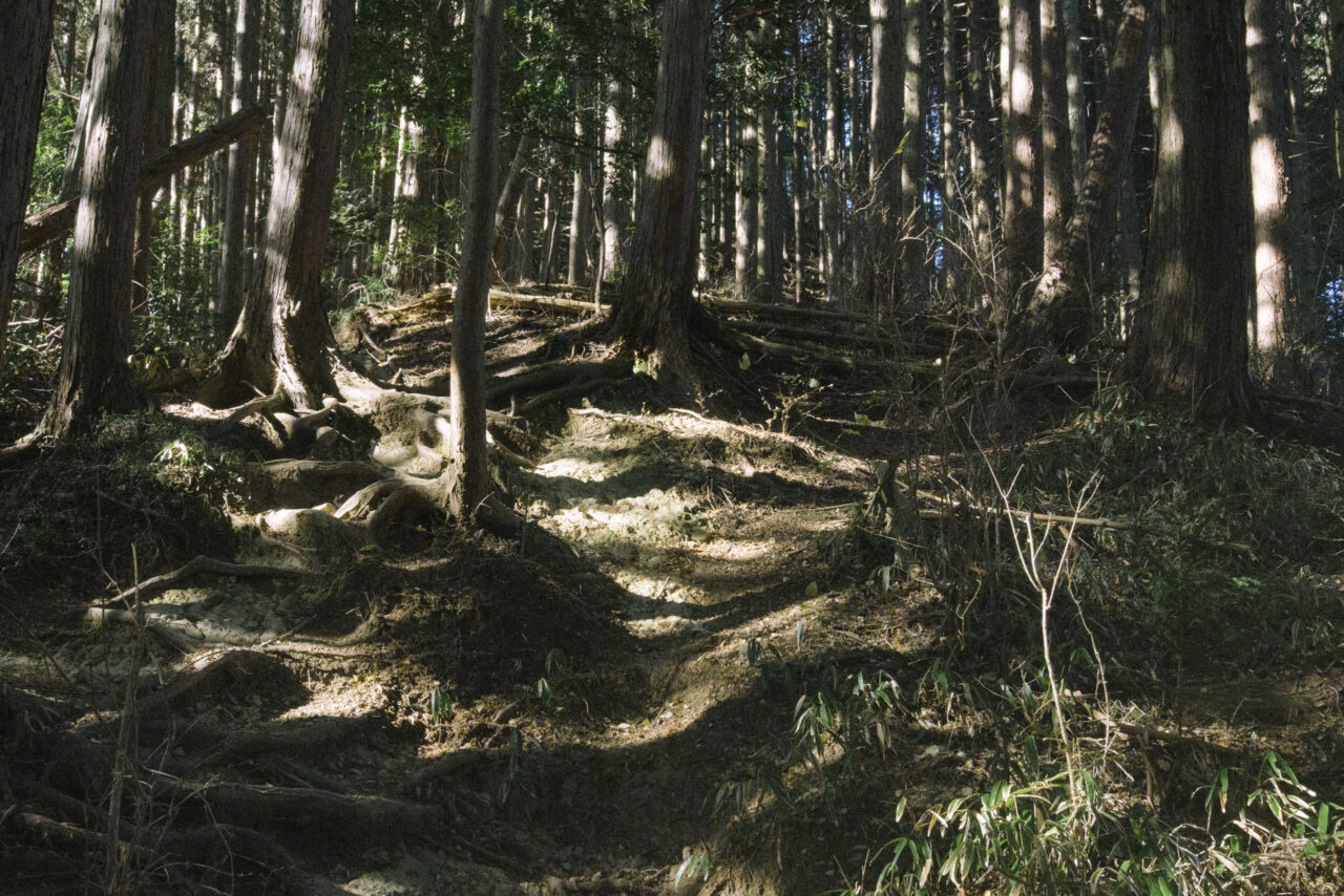 市道山へ続く植林地帯