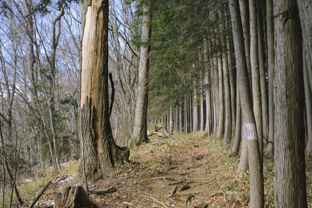 木肌が失われた枯木