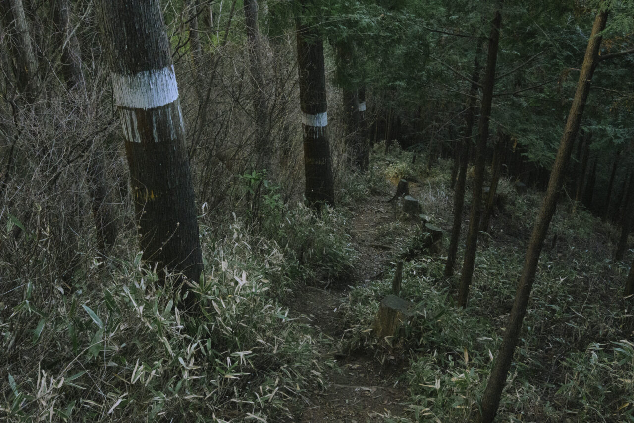 薄暗い植林地帯を歩く