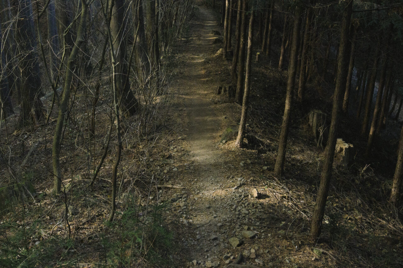 木漏れ日が差し込む低山の山道