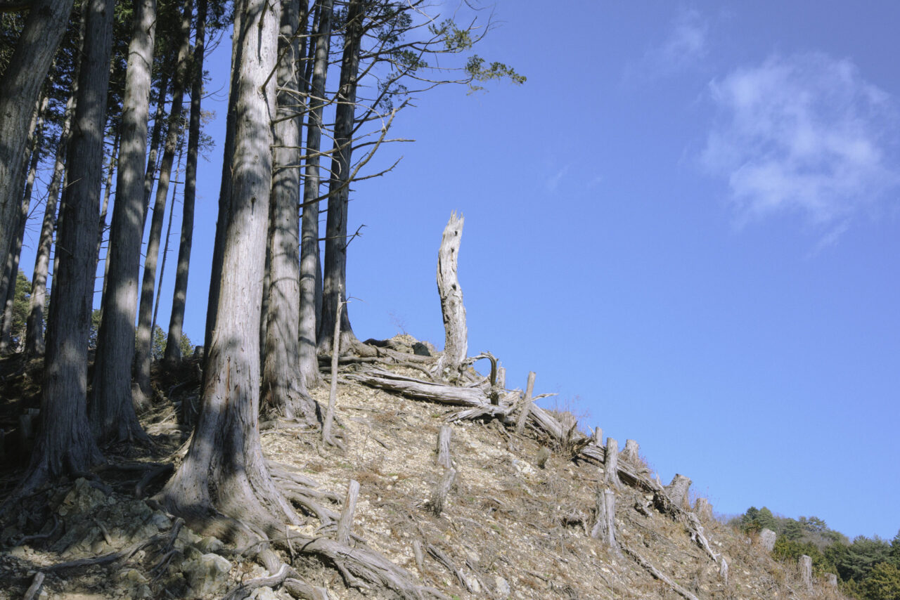 伐採地との境目