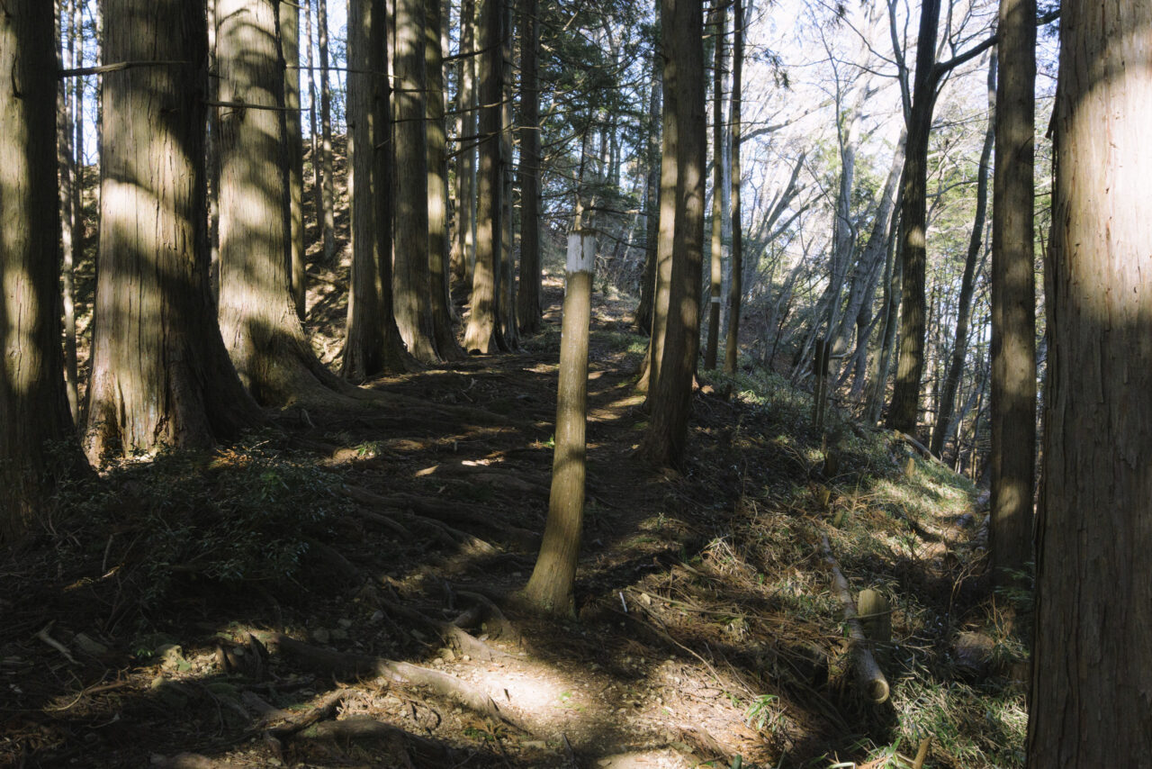 目印となった若い伐採木