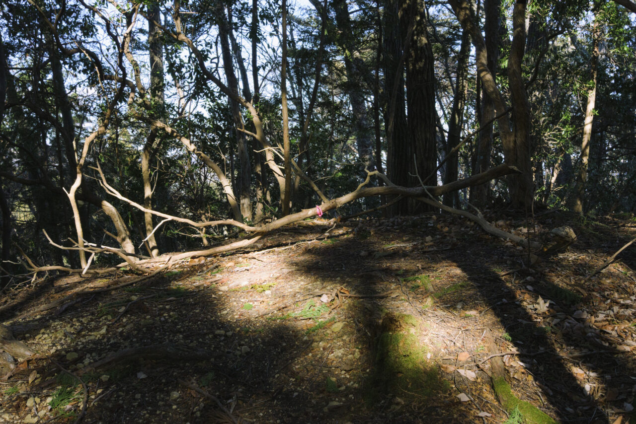 ピンクテープが張られた倒木