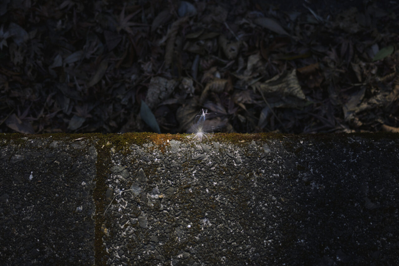 石垣に捕まる綿毛