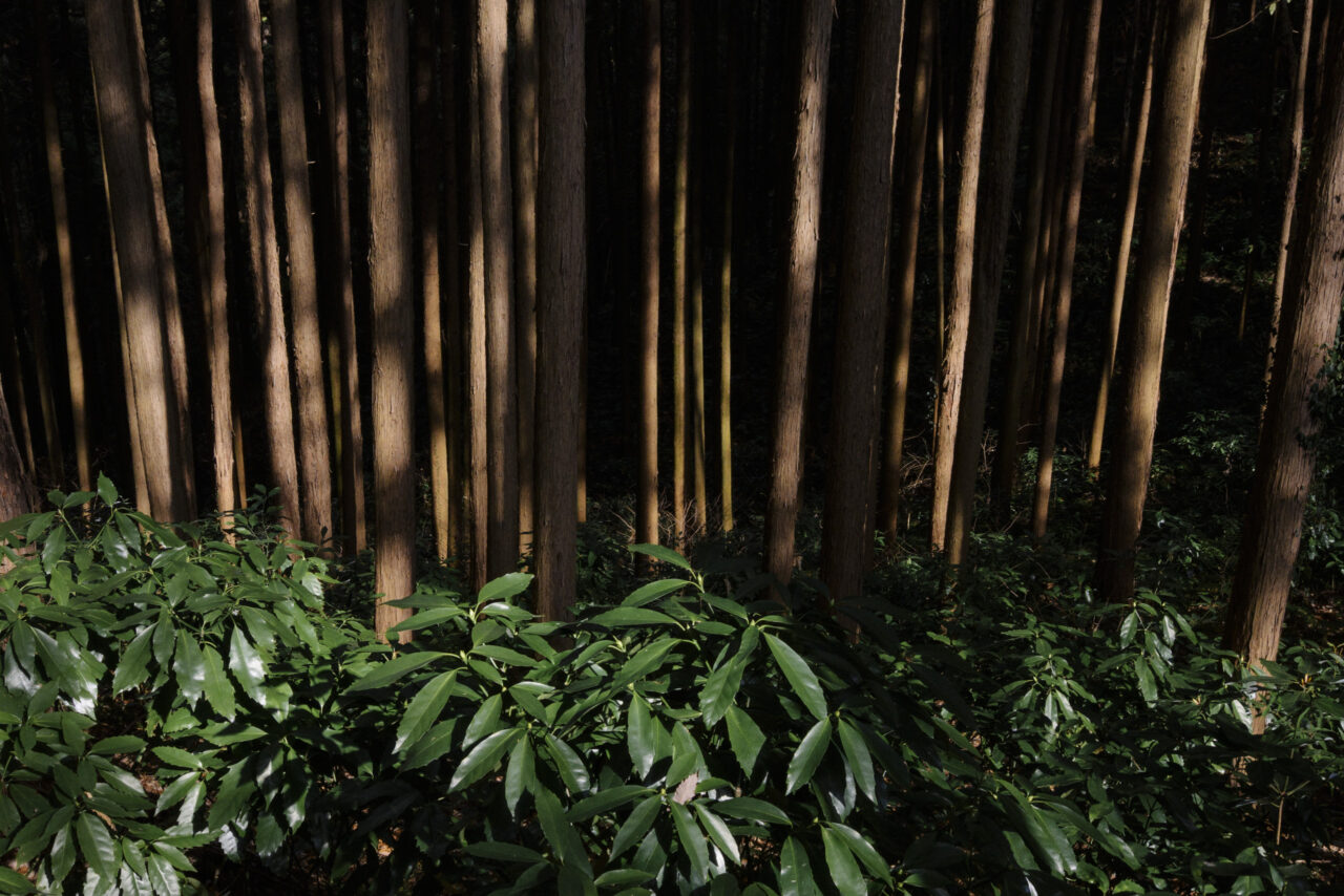 うっそうとした杉林