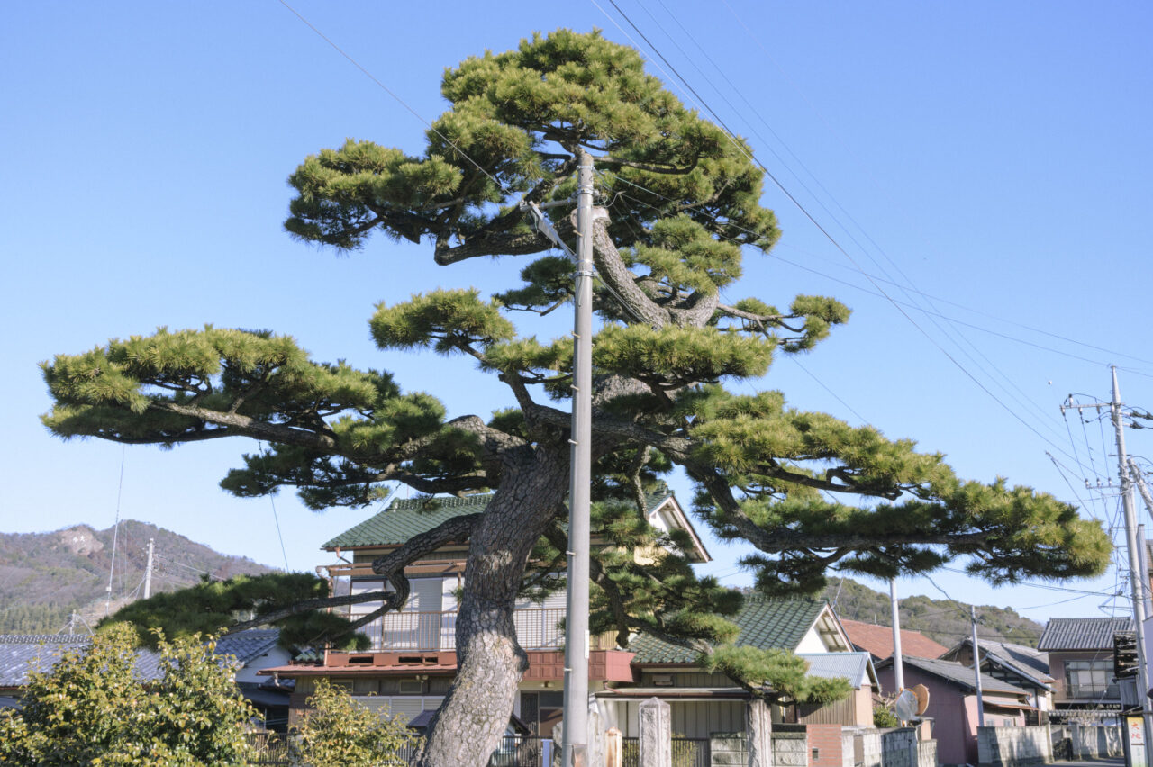 東陽院のクロマツ