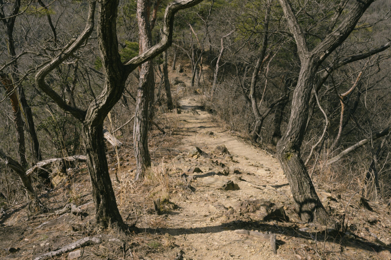 松がうねる登山道