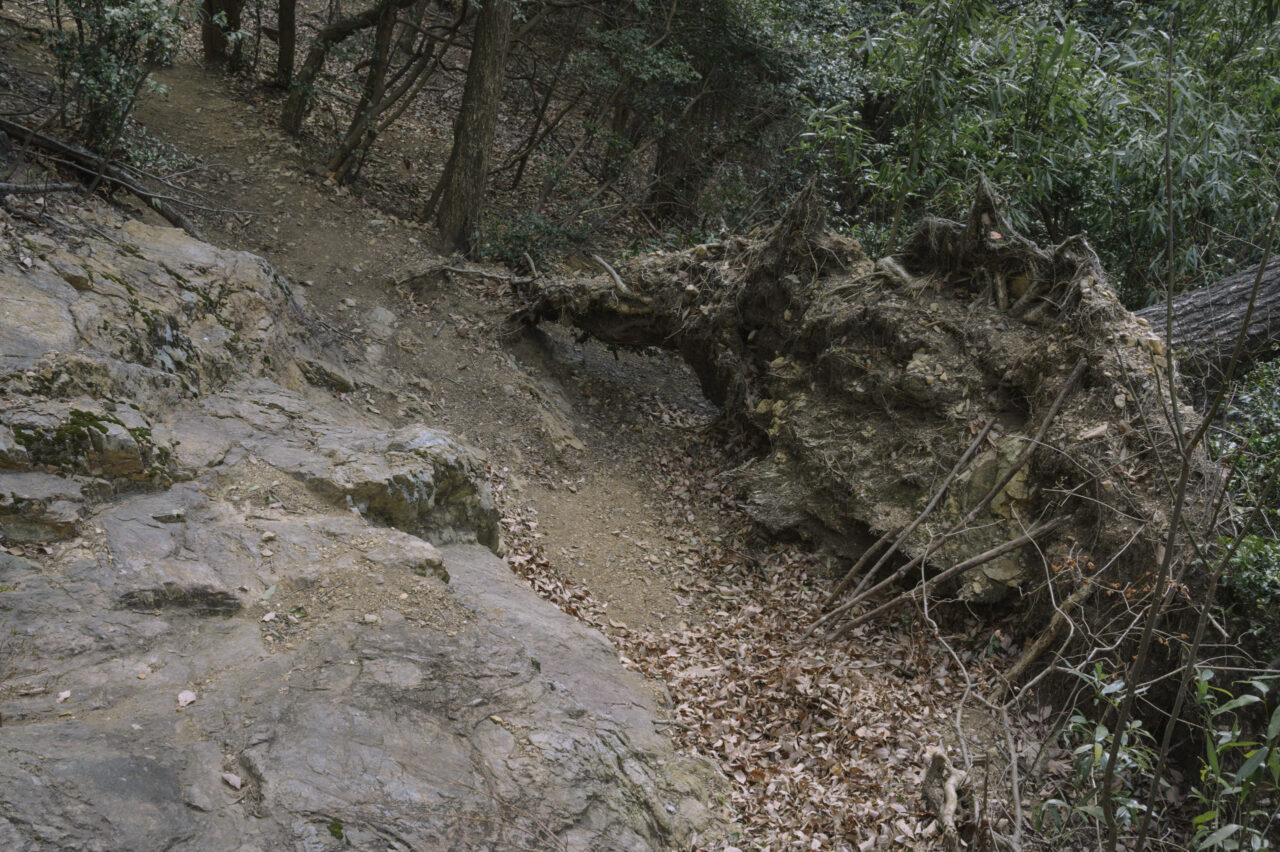 崩落した木の根のわきを通る