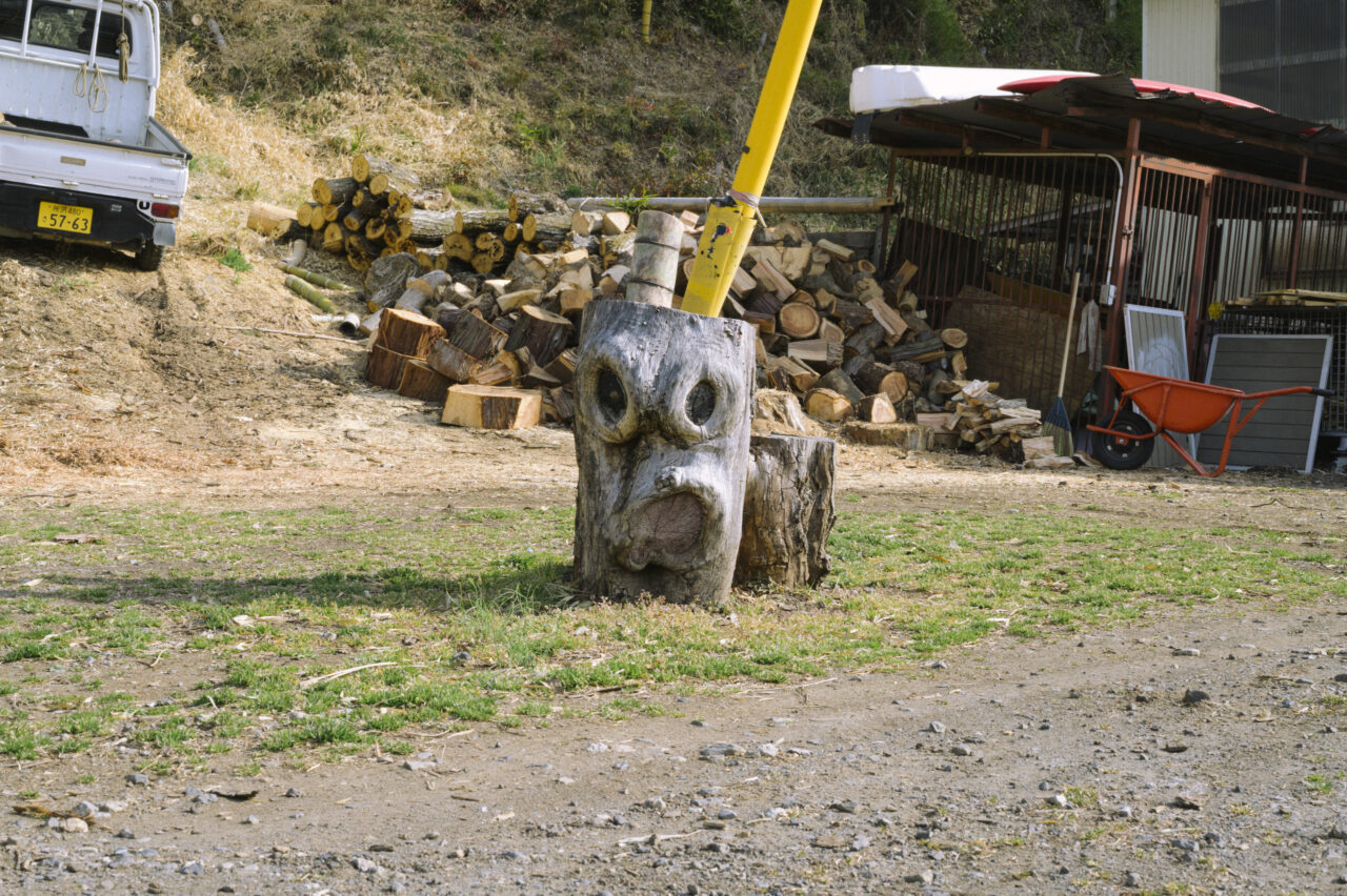 顔が見える切り株