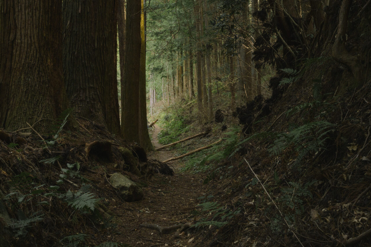 薄暗い関東ふれあいの道