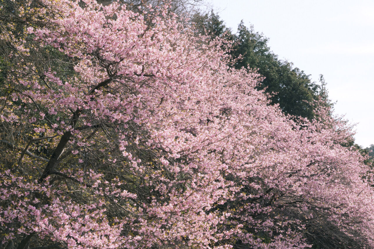 満開の河津桜