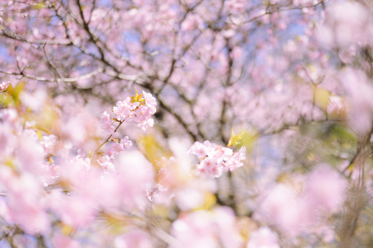 ピンクに輝くお花