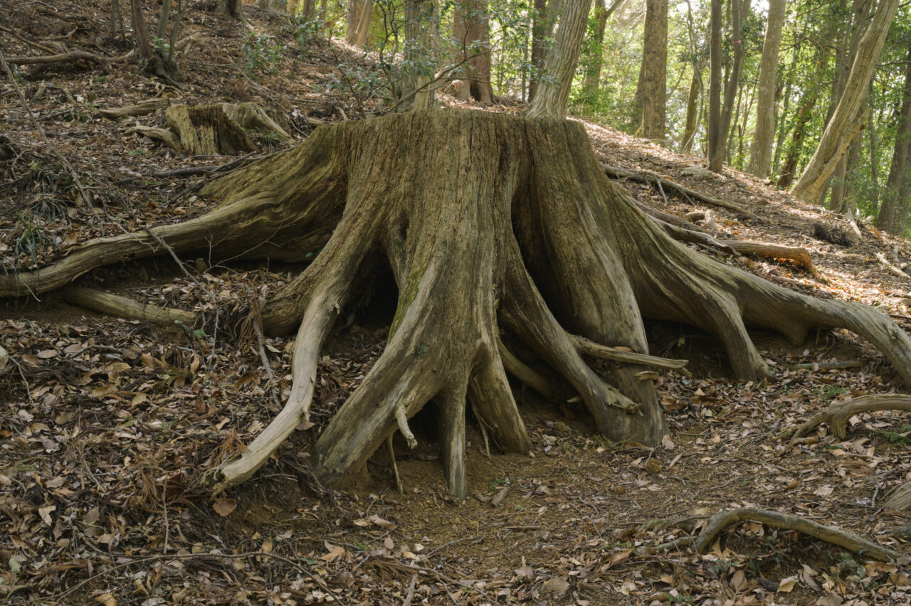 展望台へ向かう道中の切り株