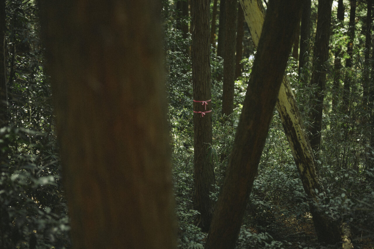 杉にまかれたピンクテープ