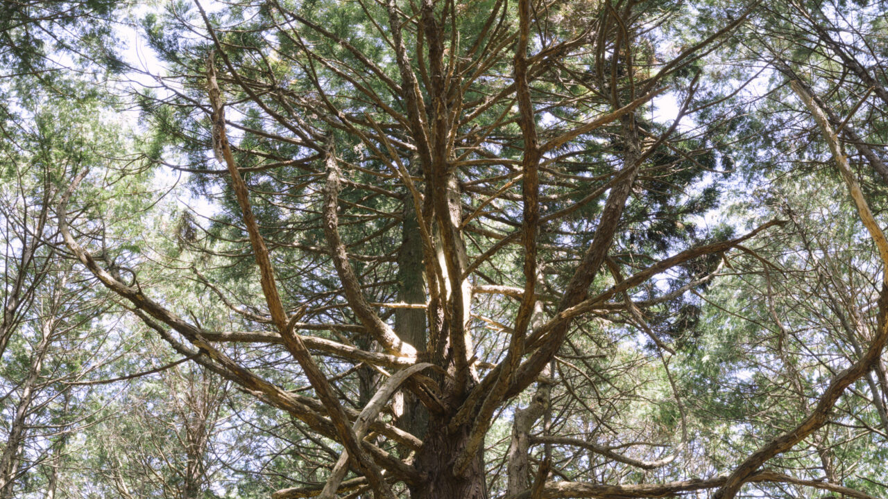 巨大な一本杉