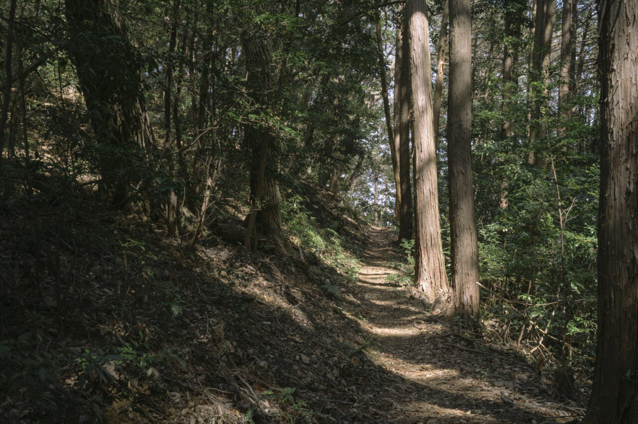 奥武蔵の杉の道を行く