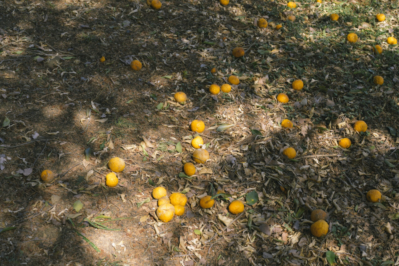 落果したゆず
