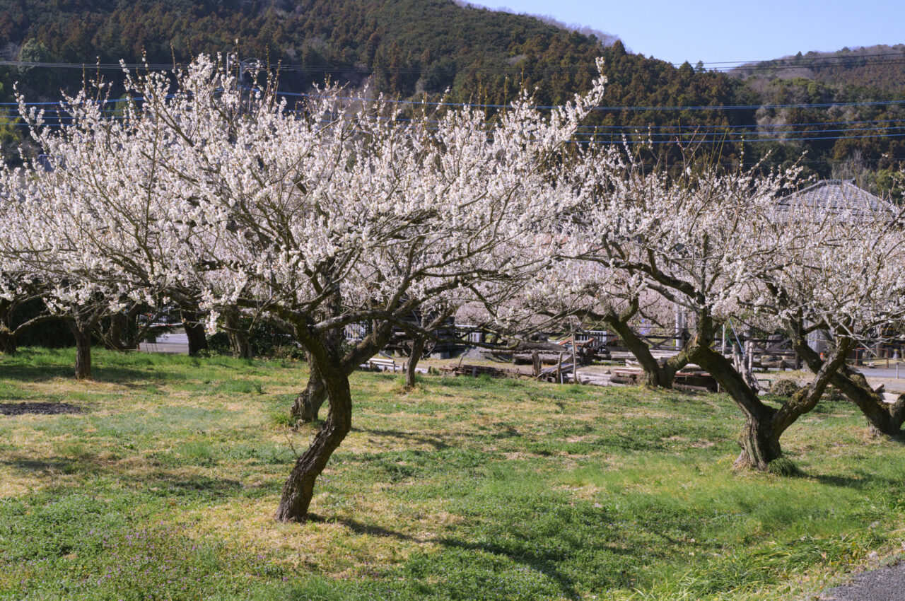 越生梅林の満開の梅
