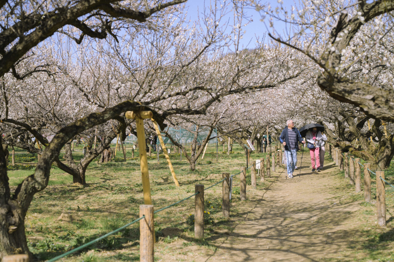 梅林を楽しむ人々
